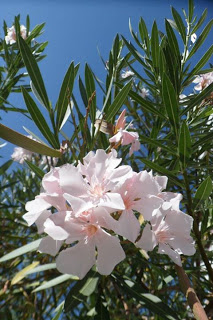 942480_10151941923948662_1915335307_n